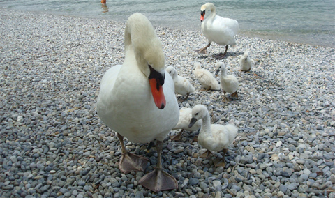 Famiglia di cigni sulla spiaggia