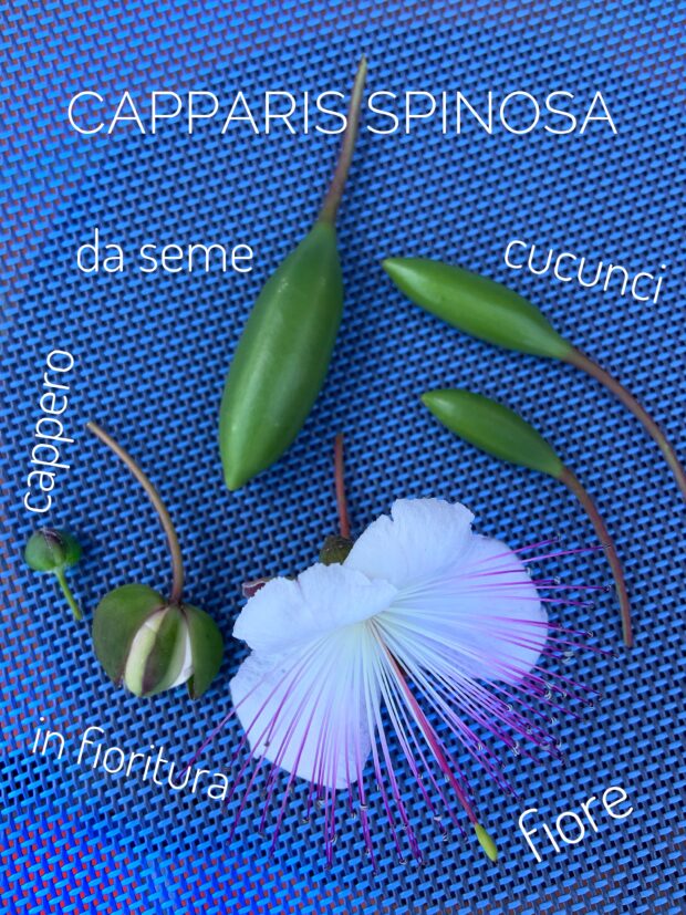Capparis spinosa: le fasi del cappero, dal bocciolo alla capsula piena di semi | ©foto Sandra Longinotti