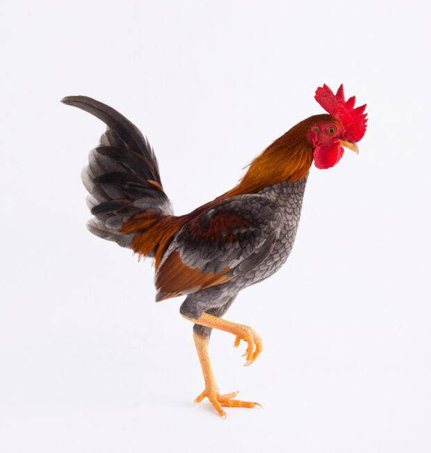 Come fotografare un pollo | Galletto di razza Bantam ©foto Richard Bailey