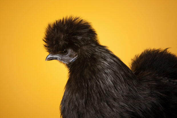 Come fotografare un animale | Portrait di una Gallina Moroseta nera ©foto Richard Bailey