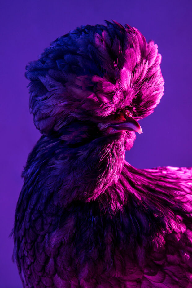 La razza Padovana è perfetta come gallina da compagnia | ©foto Dan Bannino