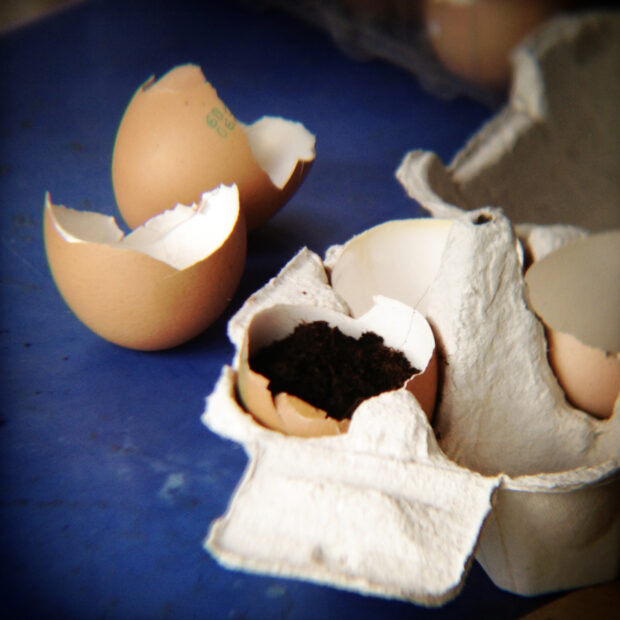 Il calcio contenuto nei gusci d'uovo è nutrimento per le piante. Invece di buttarli usa i gusci come vasetti | ©foto Sandra Longinotti