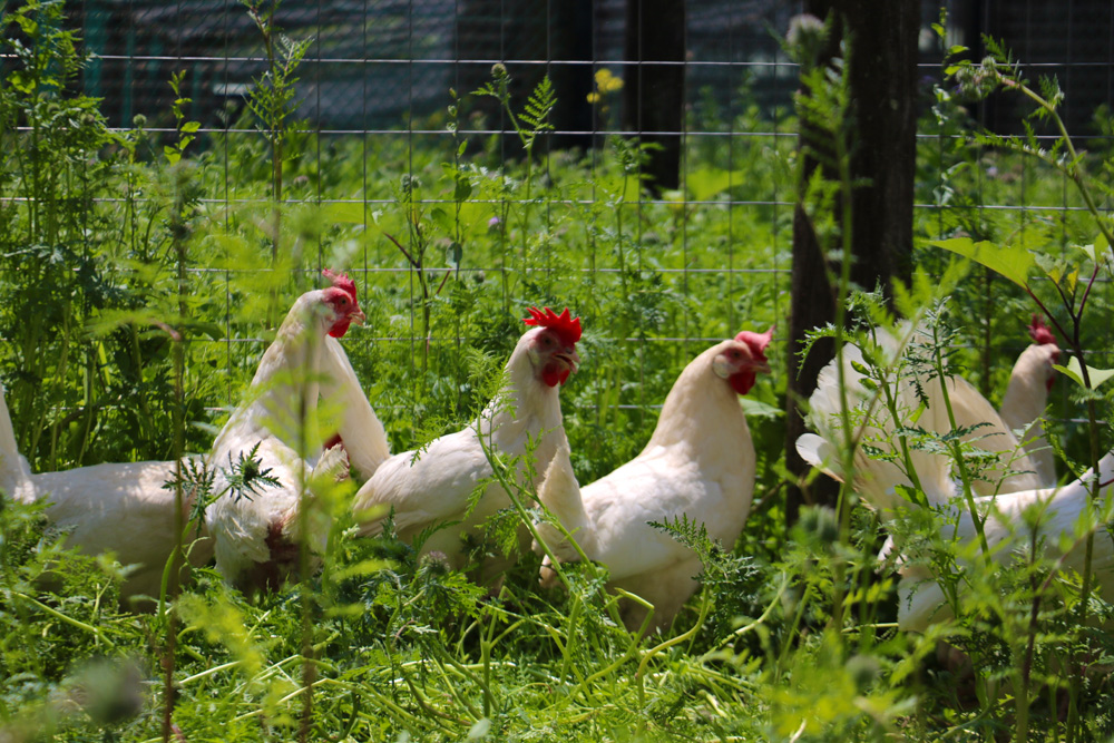 galline al pascolo dell'allevamento biologico Il Borro 