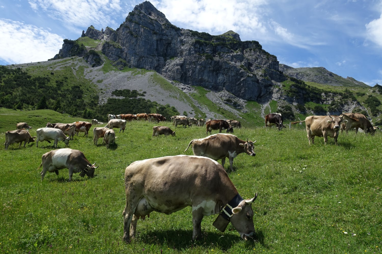 Svizzera centrale. Lo Sbrinz DOP viene fatto col latte di mucche allevate al pascolo, e d'inverno alimentate con fieno non insilato.