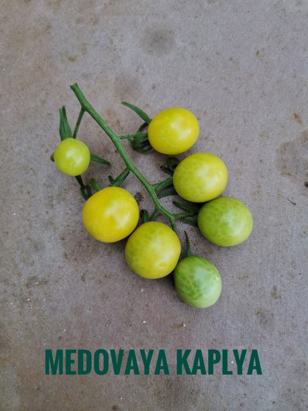 Pomodoro varietà Medovaya Kaplya | Fattipomodorituoi | ©foto Sandra Longinotti
