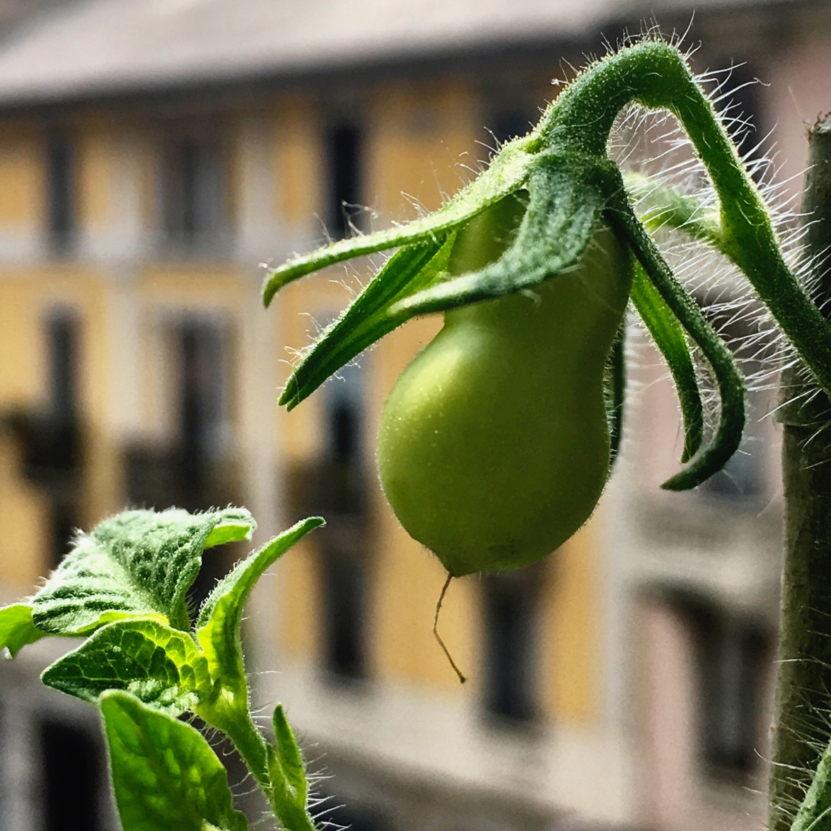 Pomodoro in vaso coltivato sul balcone | ©foto Sandra Longinotti