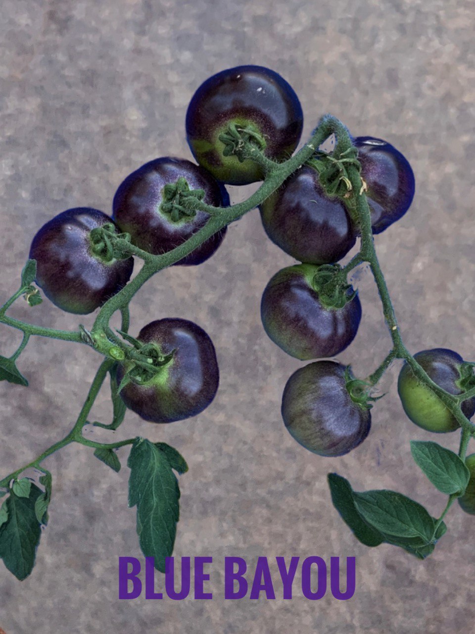 Pomodoro varietà Blue Bayou | Fattipomodorituoi | ©foto Sandra Longinotti