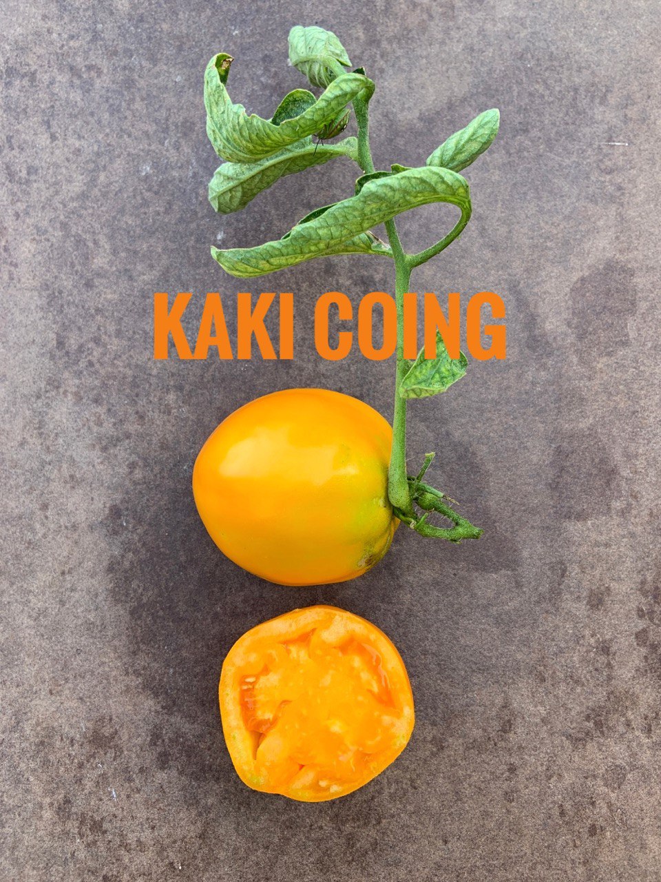 Pomodoro varietà Kaki Coing | Fattipomodorituoi | ©foto Sandra Longinotti