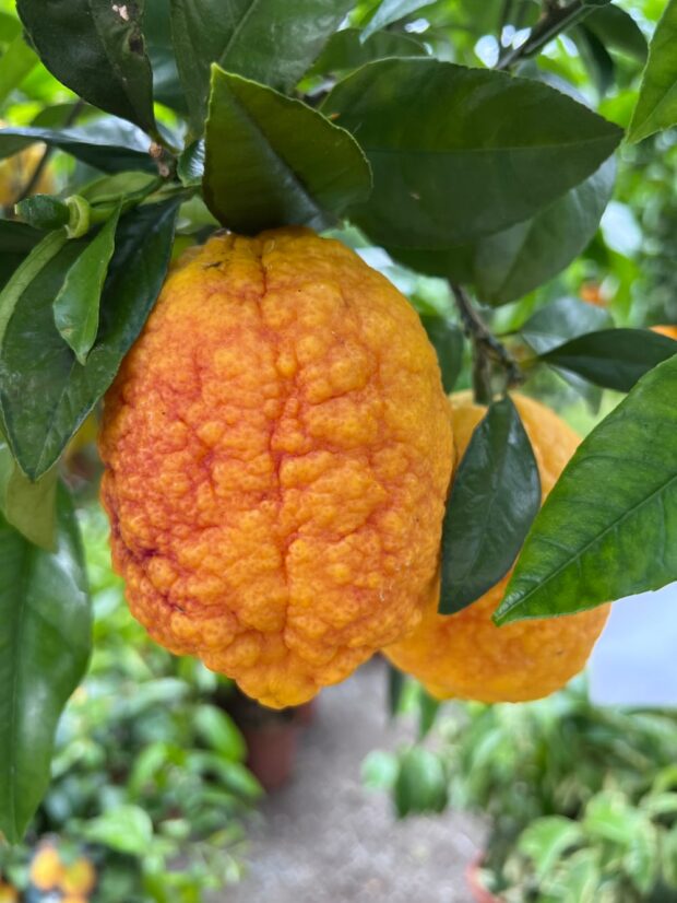 Cedro limone Citrus limonimedica L. "Pigmentata" | ©foto Sandra Longinotti