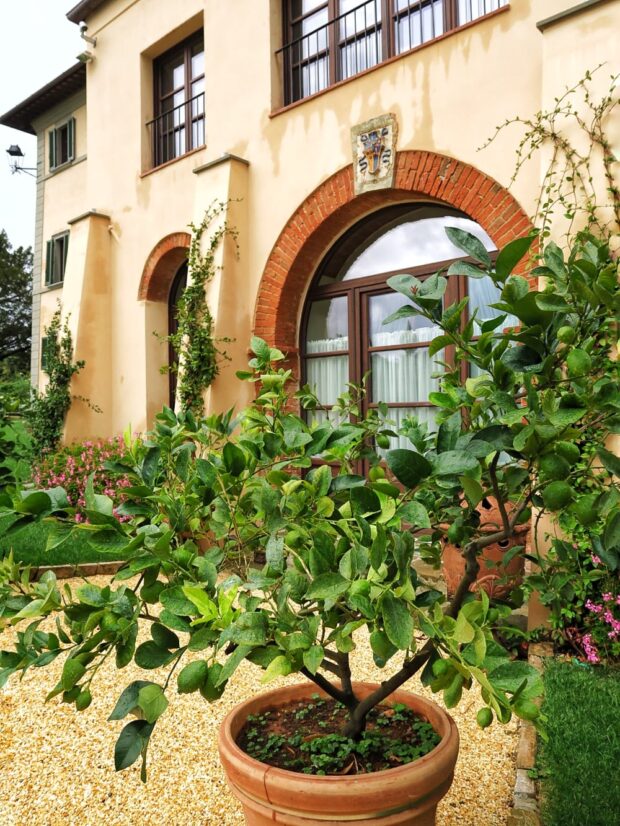 Citrus limon Florentina. Una delle belle piante di agrumi del Dievole Wine Resort | ©foto Sandra Longinotti