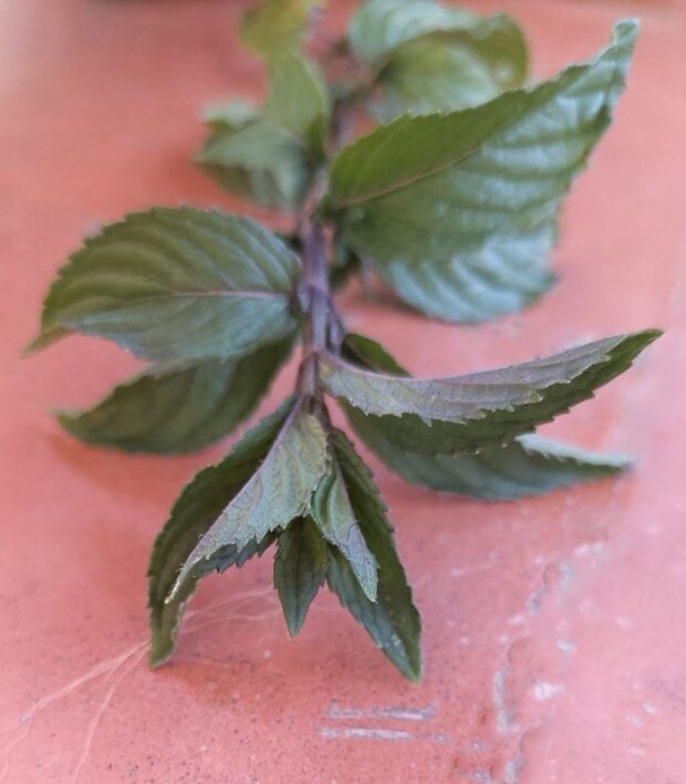 Menta bergamotta | foto Vivaio Bacci