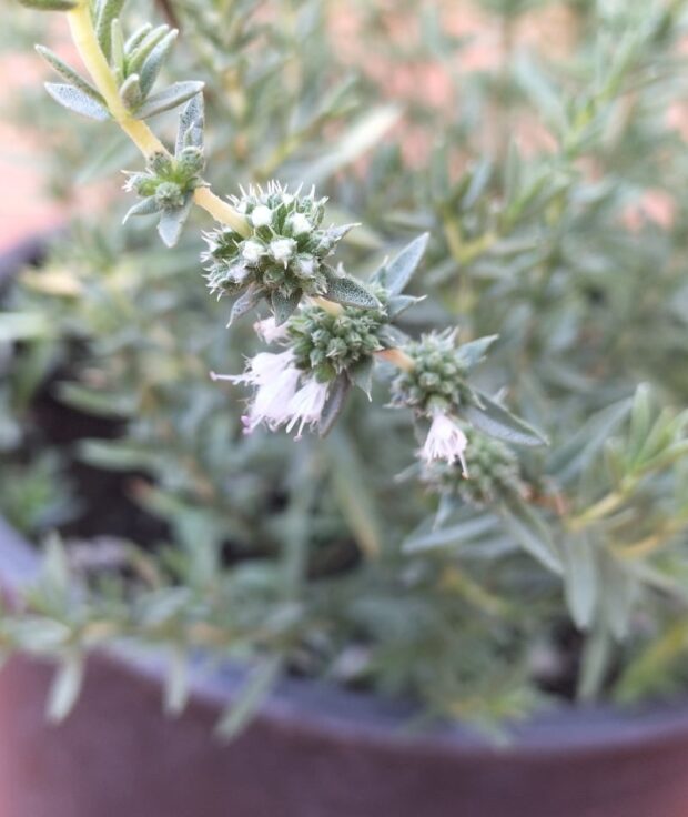 Menta cervina| foto Vivaio Bacci