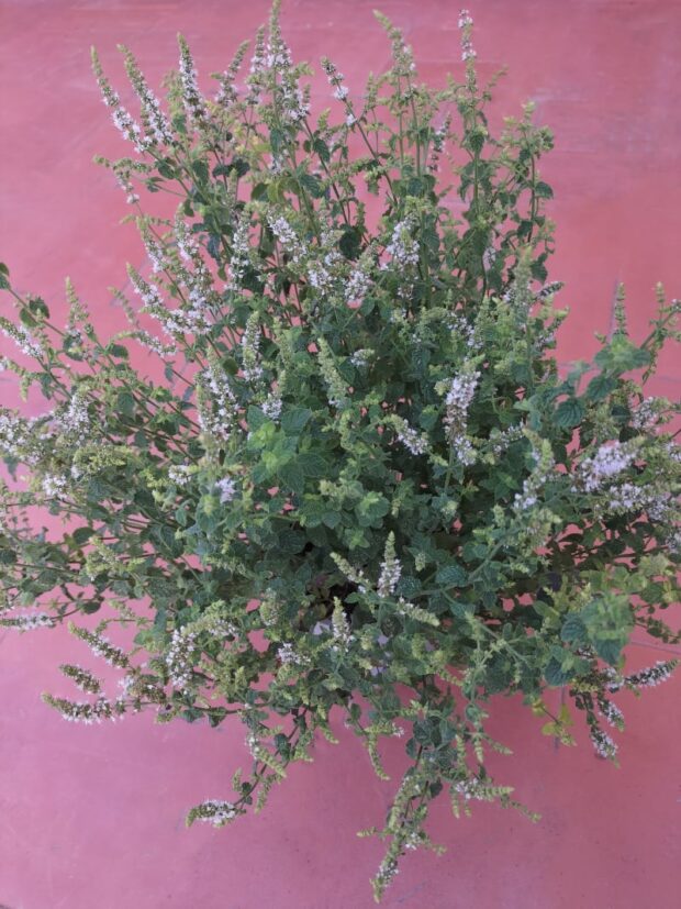 Menta fragola| foto Vivaio Bacci