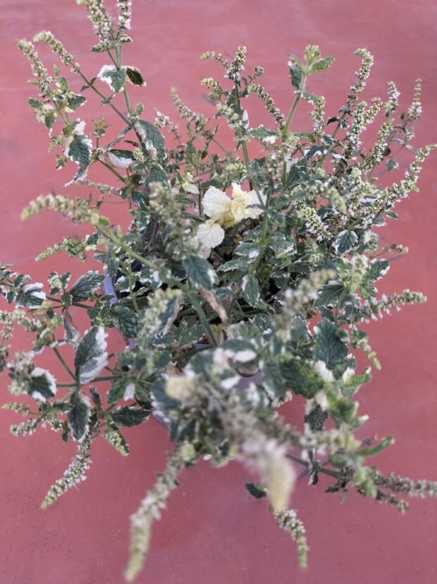 Menta suaveolens | foto Vivaio Bacci